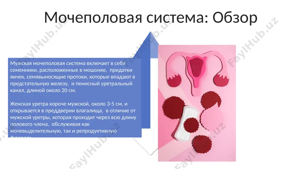 строение мочеполовых органов - Page 4