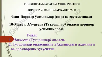 тутдошлар (moraceae) оиласи — PPTX