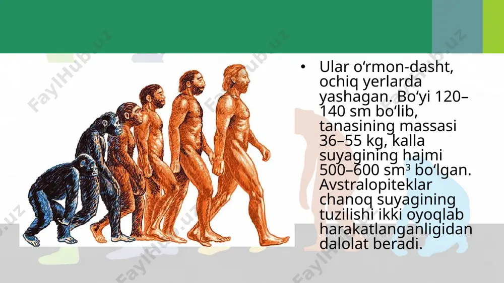 odam evolutsiyasining asosiy bosqichlari. 10 - sinf - Page 5