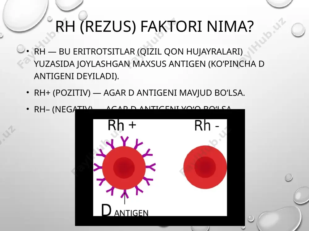 akusherlikda rezus-omil va uning patogenezi - Page 2