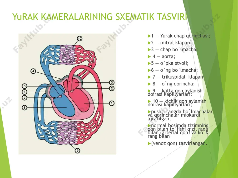 incha gipertrofiyasi  mitral klapanning qorinchalararo to`siqqa qarab siljishi  mitral klapan maydonining kichrayishi (n-4-6 sm2 ) i fibroz xalqasi diametrining(n >3,5)  doppler tekshiruvida diastolik oqim tezligining (n – 60-130 sm/sek) va mitral klapanda bosim  gradientining oshishi (n ne bolee 5 mm rt.st.) tasnifi  kam ifodalangan stenoz – 4-3sm?  o`rtacha ifodalangan stenoz 2,9-2 sm?  yaqqol ifodalangan stenoz – 1,9-1,1sm?  kritik stenoz - 1sm?dan kam qiyosiy tashxis  yutn  aortal illatlar davolash  fizik zo`riqishni cheklash  kichkina dozada betta adrenoblokatorlar, kalisiy antogonistlari yoki amiodaron  yue –diuretiklar, apf ingibitorlari; yurak glikozidlarni qo`llash mumkin emas  antikoagulyantlar  xirurgik davo – yaqqol ifodalangan mitral stenoz, opka gipertenziyasi, o`pka shishi. oqibati  o`rta ifodalangan mitral teshik torayishida operasiyasiz 5 yillik yashash 60%ni tashkil qiladi  yaqqol ifodalangan mitral torayishda – 10%  komissurotomiyadan keyin – 80%. aortal klapan yetishmovchiligi orttirilgan yurak nuqsonlari ichida mitral yetishmovchilikdan …