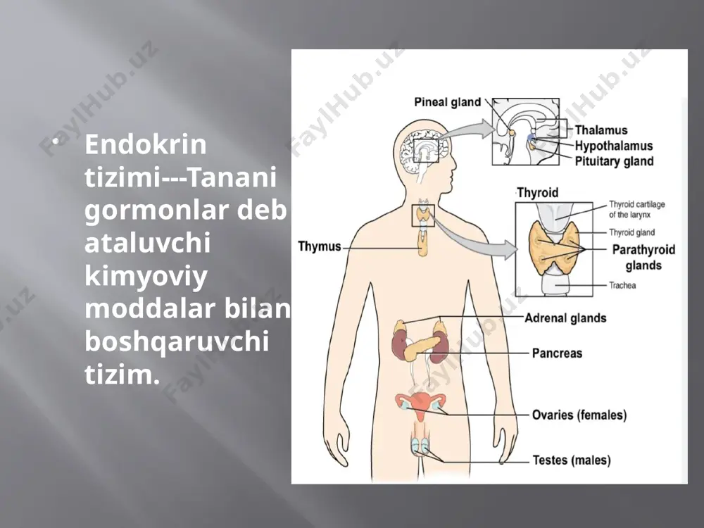 organizmning nerv immun endokrin boshqariluvi - Page 4