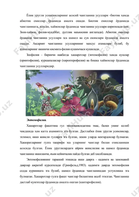 й узгаришлар гулли усимликларнинг бур даврида кучли тараккий этишига сабабчи булган. шу вшстдан бошлаб энтомофилия ривожининг иккинчи даври бошланади. нектар усимликларнинг четдан чангланишида мухим рол уйнай бошлайди. унинг пайдо булиши хашаротлар ва ёпик уругли усимликлар орасида янги турларнинг пайдо булишига олиб келган. гулларнинг диаметри кичрайиб, тожибаргларнинг найчалари узунлашган. бу эса уз навбатида хашаротлар хартумчаларининг ривожланишига олиб келган. пардаканотли, кулпканотли ва тангачаканотли хашаротлар асосий чангловчиларга айланишган. умурткали хайвонлар (кушлар, куршапалаклар, кемирувчилар) асалширали усимликлар тараккиётига кейинчалик кушилишган, лекин улар тропик урмон усимликларининг чангланиш жараёнида мухим роль уйнай бошлаган. маълумки, хашаротлар гулдан озик (гул чанги ва нектар) олиш учун келишади. бундан ташкари, улар гулларга бошпана юлаб, гулларга тухум криш, курилиш материалларини йигиш ва бошка сабабларга кура кунишади. гул чанги хашаротлар гулдан оладиган асосий озик манбаи хисобланади. уларнинг таркибида оксиллар, гглар, углеводлар, ферментлар ва витаминлар юкори сифатли озикалар хисобланади. шу сабабли хашаротлар нафакат энтомофил, балки анемофил усимликлар гул чангини хам йигишади, бунда уларни чанглантиришмайди. …