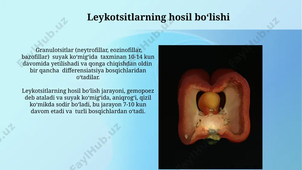 ing epifizlarida, ya’ni suyaklarning uchlarida, taxminan 3-5 yoshgacha bo‘lgan bolalarda deyarli barcha suyaklarda uchraydi. sariq suyak ko‘mig‘i nima? suyaklarning qarish jarayonida qizil suyak ko‘mig‘ining bir qismi sariq ko‘mikka aylanadi va bu jarayon organizmning ehtiyojlariga qarab o‘zgarib turadi. sariq suyak ko‘mig‘i, asosan, yog‘ hujayralaridan (adipotsitlar) iborat bo‘lib, suyaklarning uzun o‘siqlarida joylashgan va taxminan 70% yog‘dan tashkil topgan. xulosa xulosa qilish mumkinki, suyak iligi transplantatsiyasi – o'ta jiddiy kasalliklarni davolashda qo'llaniladigan, muvaffaqiyat darajasi 70% atrofida bo'lgan samarali usul. xulosa, suyak iligi tarkibidagi hematopoez jarayonida 1 kub mm da taxminan 10⁶ dan 10⁷ gacha qon hujayralari hosil bo'ladi, bu jarayon juda murakkab va qat'iy tartiblidir. gematopoez jarayoni suyak ko'mig'idagi stromal hujayralar, o'z navbatida, gematopoez jarayonini qo'llab-quvvatlaydi va sitokinlarni ajratib, qon hujayralari rivojlanishini boshqaradi, bu jarayonda 7 dan ortiq hujayra liniyasi ishtirok etadi. gematopoezning boshqa muhim funksiyasi – trombotsitlar, leykotsitlar va eritrotsitlar kabi turli xil qon hujayralarining differensiatsiyasi bo'lib, bu jarayon murakkab regulyatsion mexanizmlar …