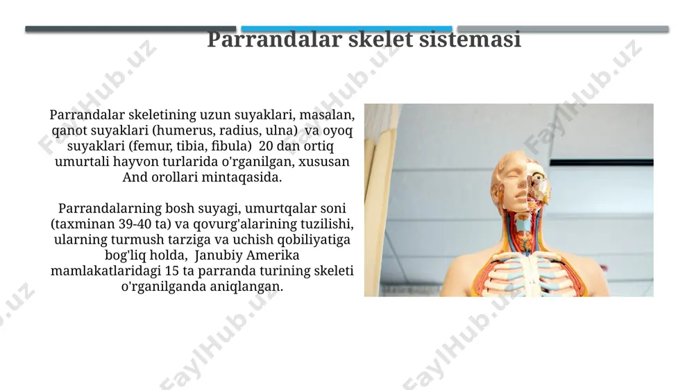 parrandalar anatomiyasini o‘rganish - Page 4