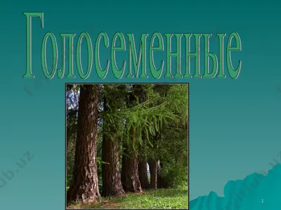 голосеменные — PPT