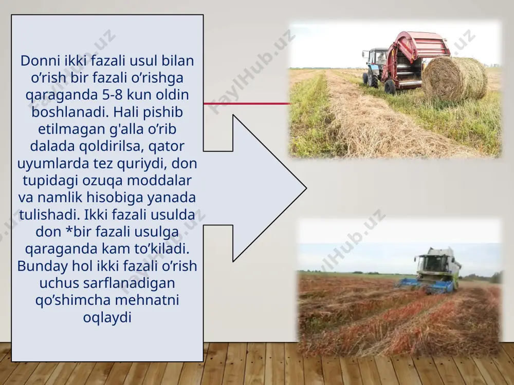 ilindr burilganda don o’z og'irligi bilan yacheykadan silindr ichiga joylashgan novga tushadi. yacheykaga sig'magan yirik donlar silindr yuzasida o’qi bo’ylab sirpanib, tashqariga chiqadi. trierda uruglarning aniq sirpanishini rostlash uchun navning ish qirrasi balandligi bo’yicha o’zgartiriladi. makkajo’xori don uchun o’rilganda so’talari bilan birga poyasi va barglari ham yig'ishtirilib olinadi. buning uchun kop-1,4 "xarsones-7" makkajo’xori yig'ish kombayni ishlatiladi. bu kombaynda o’ridganda makkajo’xori poyasi kesiladi, zanjirlar; yordamida poyalar ish tirqishiga junatiladi, bu erda poyalar so*ta ajratuvchi juva (valiklar) orasidan o’tganda so’talar uzilib tushib qoladi, poyalar esa maydaianib yon tomonida harakatlanayotgan transport vositasiga tashlab beriladi, uzilgan so’talar esa transparter va sirpanish taxtalari orqali tozalash apiaratiga tushadi, bu erda so't,a qobiqlaridan ajratiladi. ventilyator bilan hosil qilingan havo oqimi taxtadan tushayotgan barg va qobiqlarni so’tadan chetga junatadi. qobiqlardan ajratilgan so’talar shnek va ilmoqli zanjirli transportyor orqali telejkaga yuklanadi. makkajo’xori donlarini dumbul pishiqligida yig'ish uchun siquvchi qurilma olib toshlanadi, taxta oldinga suriladi va tozalagich ishlamaydigan qilinadi. bunday …