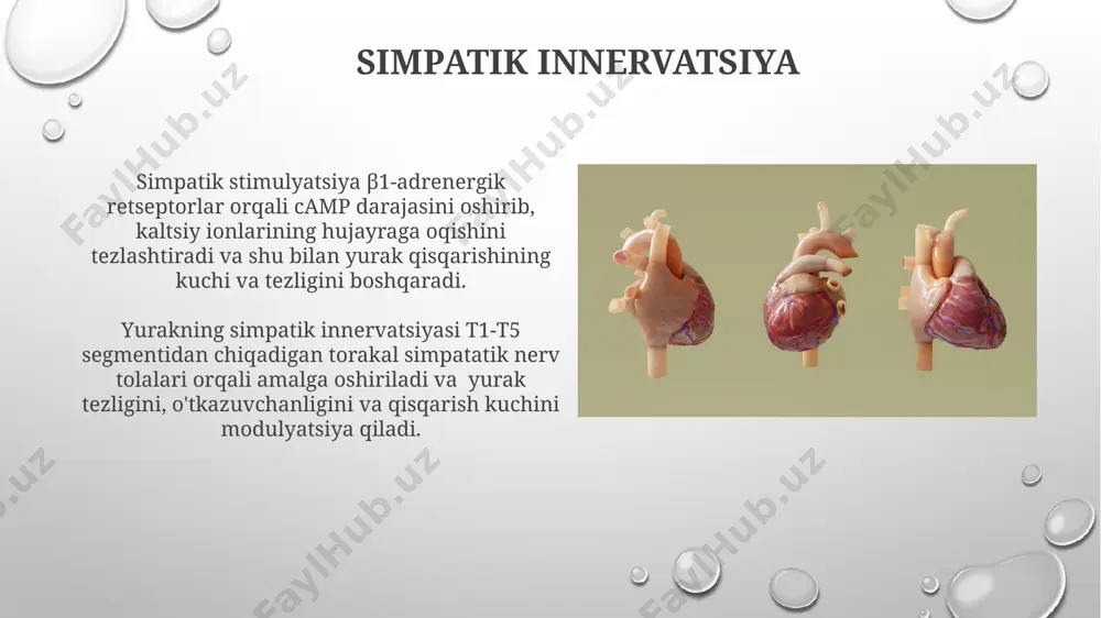 hanlikni pasaytiradi. parasempatik stimulyatsiya av tugunida o'tkazuvchanlikni sekinlashtirib, pq intervalini uzaytiradi va shu bilan qorinchalarga impulslarning yetib borishini kechiktiradi. renin-angiotenzin-aldosteron tizimi (raas) raas ning faollashuvi qon hajmining 10-15% ga kamayishi yoki qon bosimining sezilarli darajada pasayishi natijasida yuzaga keladi, bu esa buyraklar tomonidan renin sekretsiyasini kuchaytiradi. angiotensin ii kuchli vazokonstriktor bo'lib, periferik qon tomirlarining qarshiligini 2-3 barobar oshiradi, shu bilan qon bosimini ko'taradi. avtonom nerv sistemasining roli avtonom nerv sistemasining simpatik boʻlimi yurak urish tezligini 100-120 ur/min gacha oshiradi, miokard qisqarish kuchini kuchaytiradi va o'tkazuvchanlikni tezlashtiradi. parasimpatik innervatsiya, asosan vagus nervi orqali, yurak urish tezligini 60-80 ur/min gacha pasaytiradi, av tugunining o'tkazuvchanligini sekinlashtiradi va miokard qisqarish kuchini susaytiradi. e'tiboringiz uchun rahmat @taqdimot_robot image3.png image4.jpg image5.jpg image6.jpg image7.jpg image8.jpg image9.jpg image10.jpg image11.jpg image12.jpg image13.jpg image14.jpg image15.jpg image1.png