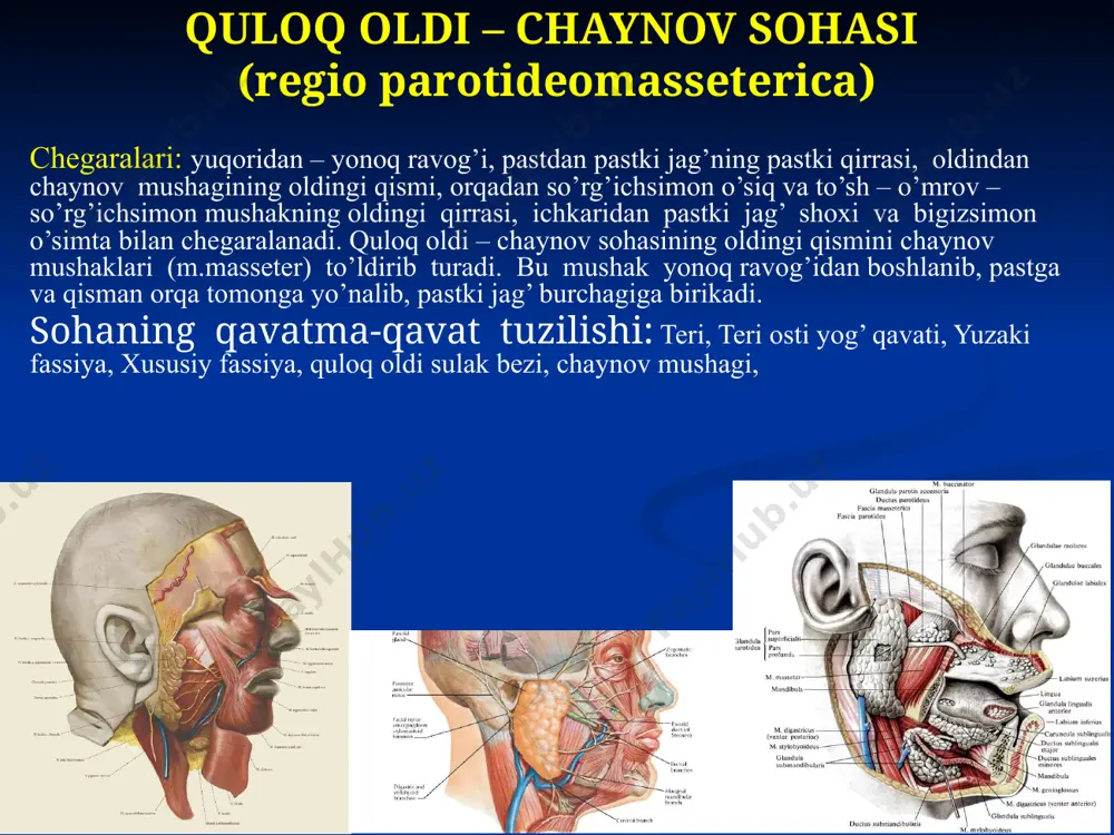 ldi bеzi fassiyasiga, oldingi tomondan esa lunj yog’ to’plami fassial g’ilofiga o’tib kеtadi. bu fassiya yuqorida yonoq suyagining suyak usti pardasiga birikadi. chaynov mushaklari va pastki jag’ shoхi oralig’ida pastki jag’-chaynov klеtchatka bo’shlig’i mavjud. chaynov mushaklari pastki jag’ o’yiqchasi sohasida a.maxillaris-dan ajralib chiquvchi a.masseterica orqali qon bilan ta’minlanadi. chakka-pastki jag’ bo’g’imi (articulatio temporo-mandibularis) bu bo’g’im pastki jag’ do’ngli o’siqchasining boshchasi va chakka suyagi bo’g’im yuzasining birikishidan hosil bo’ladi. bo’g’im yuzalari tog’ay bilan qoplangan. bo’g’im kapsulasi do’ngli o’siqcha (processus condylaris)bo’yinchasi va chakka suyagiga birikadi. chakka suyagiga bo’g’im kapsulasi toshsimon – nog’ora parda yorig’i (fissura petrotympanica) ro’parasida orqa qismiga birikadi, tashqaridan yonoq o’sig’iga, oldindan esa bo’g’im do’mbog’iga (tuberculum articulare) birikadi. bo’g’im kapsulasi kеsilgan konus shaklini olib, uning kеng asosi chakka suyagiga birikkan. bo’g’im kapsulasining orqa va tashqi qismi latеral boylam (ligamentum laterale) hisobiga mustahkamlangan. latеral boylam do’ngli o’siqcha orqa latеral yuzasidan chakka suyagining yonoq o’sig’iga tortilgan. bo’g’im disklari bo’g’im kapsulasiga birikishi natijasida …