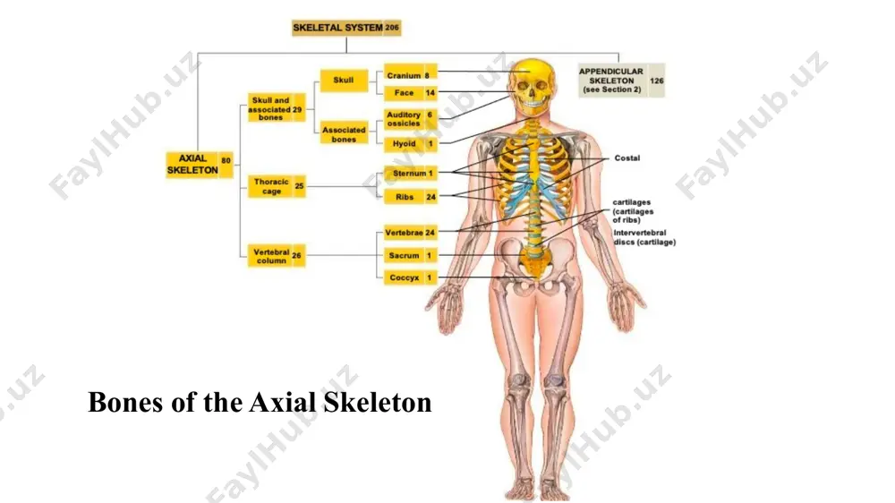 axial skeleton - Page 4