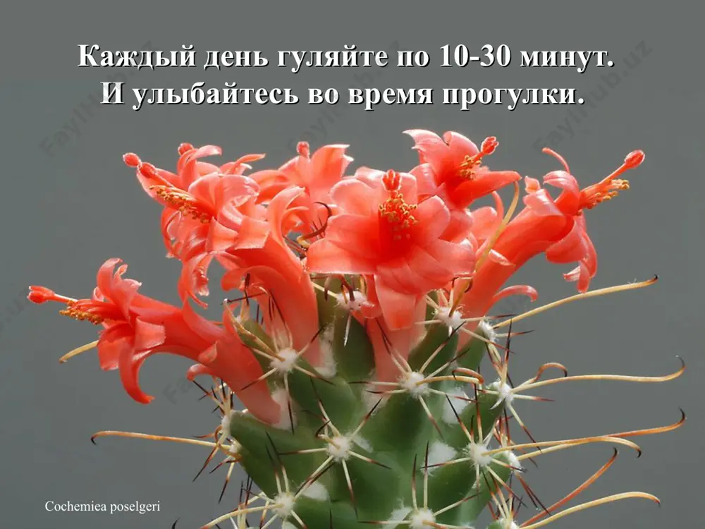 ью других людей. вы и представления не имеете какова их жизнь на самом деле. ferobergia hybride примиритесь с прошлым, чтобы оно не испортило вам настоящее. lobivia cinnabarina ваша работа не будет о вас заботиться, когда вы заболеете. но ваши друзья - да. поддерживайте с ними связь. lobivia peclardiana простите всех и за все. mammillaria slevinii то, что о вас думают другие люди, вас совершенно не должно касаться. copiapoa tenuissima хорошо или плохо сейчас, но ситуация изменится. ortegocactus macdougallii избавьтесь от всего, что не полезно, не красиво или не приносит радости. parodia spaniosa зависть - это пустая трата времени. у вас уже есть все, что вам надо. parodia spaniosa все самое лучшее еще впереди. как бы вы себя не чувствовали, вставайте, одевайтесь и выходите к людям. не переусердствуйте. знайте меру. * ваше внутреннее «я» всегда счастливо. так будьте же счастливы! * поступайте по совести! * часто звоните своей семье. * каждый …