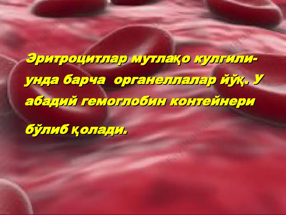 бўйича ривожланиш ўткирлиги суяк кўмигининг регенератор хусусияти бўйича нормоцитар ўткир микроцитар сурункали мегалоцитар макроцитар регенератор гипорегенератор апластик арегенератор анемия турлари а н е м и я ўзак ҳужайра шикастланиши орқали келиб чиққан миелопоэз прекурсорлари ва ёки эритропоэтинга сезгир ҳужайралар шикастланиши орқали келиб чиққан гипопластик апластик глобин синтези жарни бузилиши билан боғлиқ гем синтези жараёни бузилиши билан боғлиқ эритрокариоцитларда нуклеин кислота синтези бузилиши натижасида (мегалобластик) в12-етишмовчилик талассемия фоли етишмовчилик темир танқислиги гемоглобин занжири етишмовчилиги порфирин етишмовчилик дизэритропоэтик анемия турлари эритрокариоцитлар етилиши ва бўлиниш регуляцияси бузилиши гемоглобин ва билирубин алмашинуви гемоглобин гем темир суяк кўмиги мушаклар глобин протопорфирин трансферрин аминокислоталар эркин билирубин (қон) жигар глюкурон кислоталар билирубин боғланган со жигар бошқо органлар ўт ахлат ичаклар уробилиногенлар, стеркобилиногенлар қон буйрак сийдик темир танқислик темир рефрактер (порфирин танқислик) гем синтези бузилиши натижасида келиб чиққан дизэритропоэтик анемиялар қон эритроцитлар плазма (гемоглобин) (fe3+ + трансферрин, ферритин) суяк кўмиги: * гемоглобин * гемосидерин * темир ферменти мушаклар: …