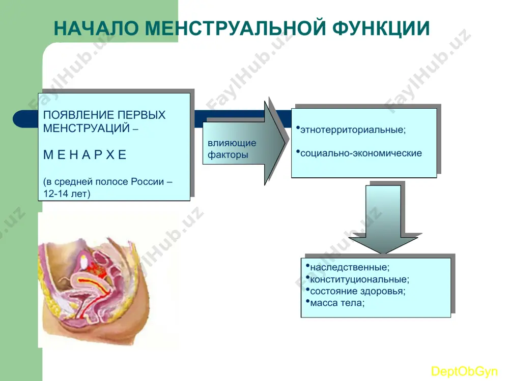 ие фолликулов, созревание яйцеклетки, т.е. осуществляются генеративная функция, а также синтез половых стероидов (эстрогенов, андрогенов, прогестерона) — гормональная функция. яичниковый цикл состоит из двух фаз: фолликулярной и лютеиновой. фолликулярная фаза начинается после менструации, связана с ростом и созреванием фолликулов и оканчивается овуляцией. лютеиновая фаза занимает промежуток после овуляции до начала менструации и связана с образованием, развитием и регрессом желтого тела, клетки которого се- кретируют прогестерон deptobgyn изменения, происходящие в фолликуле deptobgyn первые дни менструального цикла- диаметр фолликула составляет 2 мм момент овуляции фолликул – 20-25 мм объем фолликулярной жидкости увеличивается в 100 раз увеличивается количество клеток гранулезы, выстилающих внутреннюю мембрану факторы, влияющие на процесс овуляции deptobgyn простагландины овуляция – разрыв базальной мембраны доминантного фолликула и кровотечение из разрушенных капилляров, окружающих текаклетки резкое увеличение содержания эстрогенов в фолликулярной жидкости стимуляция выброса лг возобновление процесса мейоза в ооците истончение и разрыв стенки преовуляторного фолликула коллагеназа протеолитические ферменты, образующиеся в гранулезных клетках окситоцин …