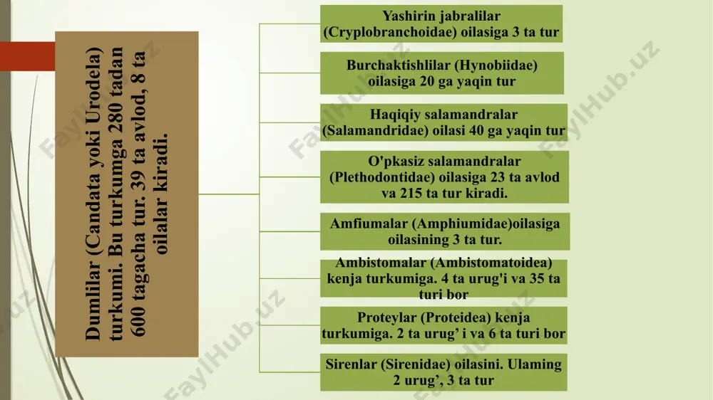 qaning ayirish va ko’payish sistemasi urug’don buyraklar tuxumdon yo’llari tuxumdon siydik kanallari siydik pufagi orqa ichak kloaka neoteniya. voyaga yetmagan. ya’ni lichinkalik davrida urchishhodisasi naotaniya deyiladi. bu hodisa dumli amfibiyalarning ko'plab turlarida uchraydi. ayniqsa bu hodisa lichinkasi aksololl deb ataladigan amerika ambistomasida yaqqol namoyon bo'ladi. kuzatishlardan shu narsa ma'lumki. suvning harorati yuqori bo'lgan suv havzalarida ambistomalarda albatta metamorfoz bo'ladi hamda birmuncha tez o'tadi. buning aksicha. suvning harorati past bo'lgan chuqur suv havzalarida, ko'pincha neotenik lichinkalar-aksolotllar bo'ladi. yana dalillar shuni ko'rsatadiki. doimiy jabrali dumli amfibiyalar metamorfozlanish layoqatini yo'qotgan neotenik lichinkalardan boshqa narsa emas. ular asosan dumli amfibiyalaming har xil guruhlaridan kelib chiqqan. masalan: texas g'orida yashaydigan ko‘r triton va amerikada yashaydigan o'pkasiz triton, protey, amfiuma va boshqa ko'pgina turlar salamandraning lichinkasidir. shuni alohida ta'kidlash lozimki. umurtqali hayvonlar ichida birinchilardan bo’lib. baqa 1961-yili mart oyida kosmik kemada uchgan va sog‘-omon yerga qaytgan image1.png image2.png image3.png image4.png image5.png image6.png image7.png /docprops/thumbnail.jpeg
