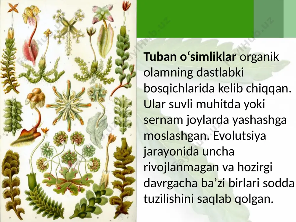 o‘simliklar dunyosi - Page 3