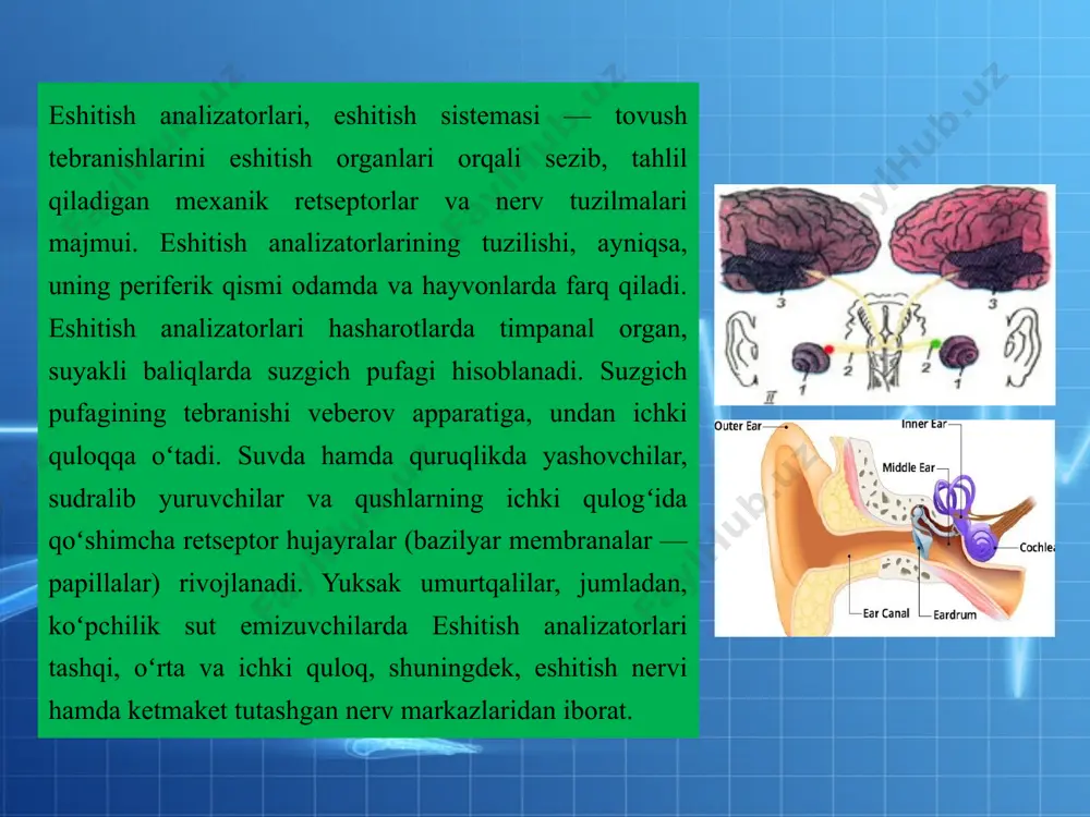 tmosfera bosimiga teng bo’ladi. ichki quloq tuzilishi va vazifalari. ichki quloqda chig‘anoq joylashgan bo‘lib, u yerda eshituv retseptorlari joylashgan. chig‘anoq suyakdan tuzilgan spiral kanal bomib, sekin-asta kengayib boradi, odamda 2,5 o‘ramni tashkil qiladi. suyak kanalining diametri chig‘anoq asosida 0,04 mm, chig‘anoq uchida esa 0,5 mm ni tashkil qiladi. suyak kanal boshidan oxirigacha, ya’ni chig'anoqning deyarli uchigacha ikkita parda bilan ajralgan: yupqaroq parda vestibulyar membrana yoki reysner membranasi, zichroq va mayinroq parda esa asosiy membrana deb ataladi. chig'anoqning uchida ikkala membrana o‘zaro birlashadi, ularda helicotma degan teshigi bor. vestibulyar membrana bilan asosiy membrana chig'anoq bilan suyak kanalini uchta tor yo’l: yuqori, o‘rta va pastki kanallarga ajratib turadi. chig'anoqning yuqori kanali yoki vestibulyar narvoncha (scala vestibuli) oval darchadan boshlanib, chig‘anoq uchigacha davom etadi, bu yerda teshik orqati chig‘anoqning pastki kanali-nog‘ora narvoncha (scala tumpani)ga kelib tutashadi, nog‘ora narvoncha esa yumaloq darcha sohasida boshlanadi. yuqori va pastki kanallari perilimfa bilan to’lgan, o‘z tarkibiga ko‘ra …