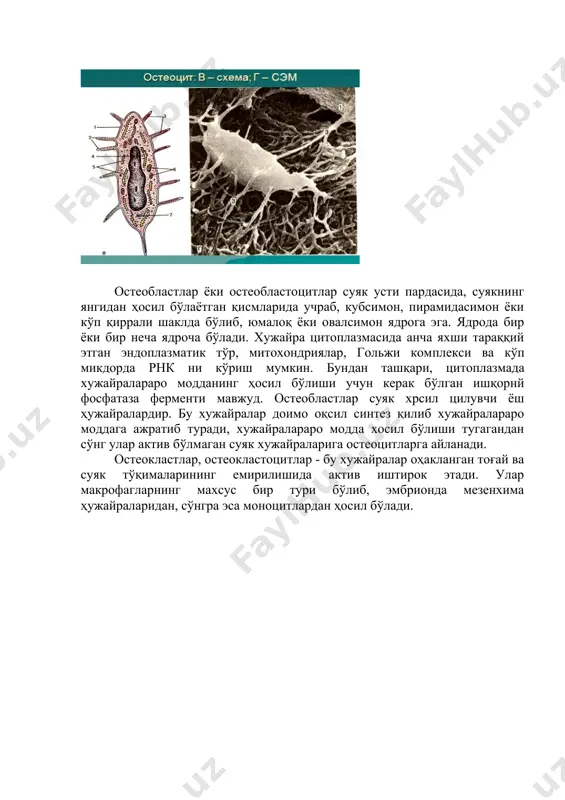 чрайдн ва жуда мустаҳкам тузилма саналади. суяк тўқимаси ҳам ҳар қандай тўқима каби моддаллр алмашинуви жараёнида организмнинг бошқа қисмлари билан ўзаро алоқада бўлади. уларнинг фаолияти нерв системаси ва гормонлар орқали бошқариб турилади. суяк тўқимаси ҳам ҳужайралардан ва хужайралараро моддадан ташкил топган. шуни қайд қилиб ўтиш керакки, ҳуужайралараро модда суяк тўқимасида минераллашгаи ёки минерал тузлар билан тўйинган бўлиб, толалардан ва қаттиқ асосий ёки аморф моддадан ташкил топтан. уч хил суяк хужайралари фарқ қилина-ди: остеоцитлар, остеобластлар ва остеокластлар. остеоцитлар ўсимтали ҳужайралар бўлиб, ўсимталари тармокланган бўлади. у ҳужайралар ўз шаклига мос келадиган бўшлиқларда жойлашиб, ўсимталари билан заро боғланган. бу хужайра марказида тўқ бўялган ядро жойлашиб, цитоплазма оч базофил рангга эга. остеоцитлар суяк тўқимасининг асосий ҳужайраларидан хисобланиб, цитоплазмасида оз микдорда митохондриялар, кучсиз ривожланган гольжи комплекси бўлади. ҳужайра маркази остеоцитларда топилмаган, шу туфайли бу ҳужайралар бўлиниш қобилиятига эга эмас деб хисобланади, ҳужайранинг майда ўсимталари кейинчалик қисқариши ёки йўқ бўлиб кетиши мумкин, лекин улар жойлашган каналчалар …