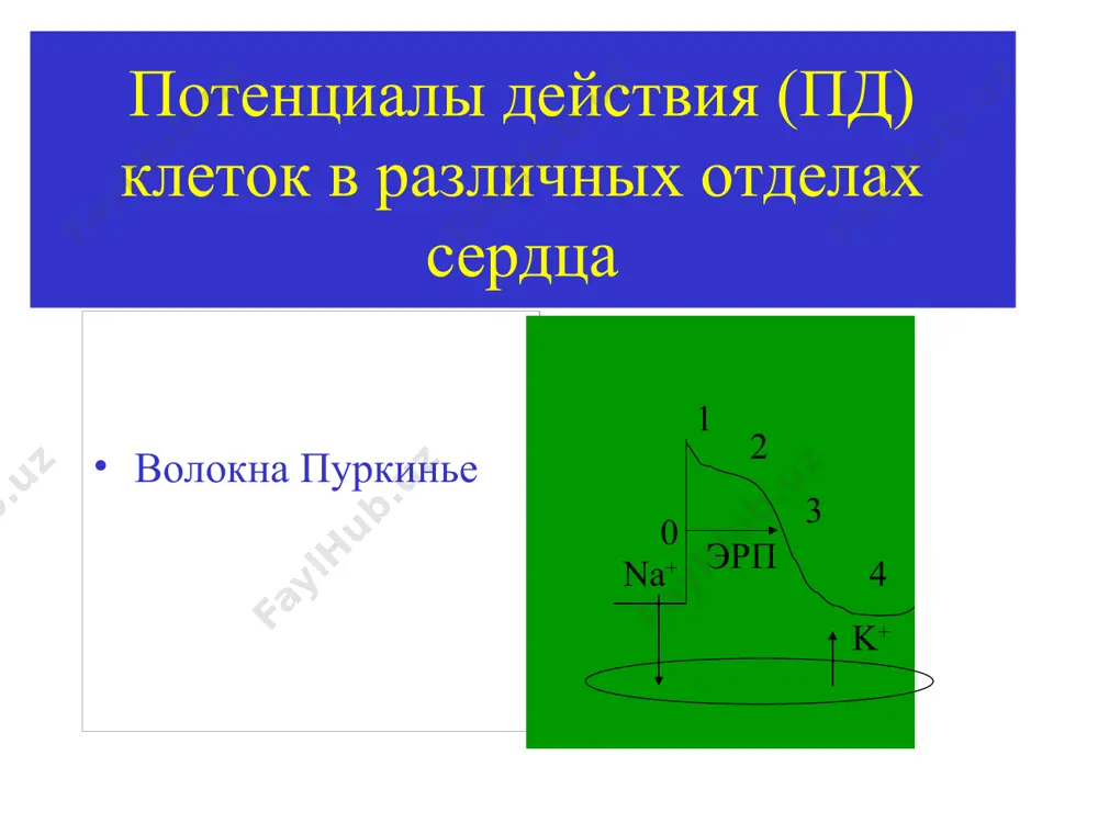 нения аденозин (продолжение) фармакокинетика: т1/2 – менее 10 сек. нарушение функции печени или почек не изменяют фк показания: наджелудочковая пароксизмаль-ная тахикардия, включая синдром wpw дозы: в/в 3 мг, 6 мг, затем 12 мг струйно (болюсом) ав реципрокные тахикардии при синдроме wpw ортодромная антероградно через а-в узел ретроградно по дп антидромная антероградно через дп ретроградно по а-в аденозин (продолжение) противопоказания – а-в блокада ii-iii ст. сссу, гиперчувствительность побочные эффекты: а-в блокада, бронхо- констрикция(дегрануляция тучных клеток),  ад, сердцебиение, тошнота, головокружение покраснение лица причины брадиаритмии блокада проведения импульса на разных уровнях (сино-аурикулярная, а-в, h-v) а-в = полная, неполная лечение брадиаритмий цель – обеспечить адекватное кровообращение жизненно важных органов (мозг, почки, сердце), увеличив чсс атропин – снижение холинергического влияния адреномиметики – стимуляция адренорецепторов сердца тиазиды – выведение калия кардиостимуляция взаимодействие алс с др. препаратами фармакокинетическое нарушение: всасывания, распределения, метаболизма, элиминации фармакодинамическое усиление или ослабление фармакологического эфф., без изменения плазменной концентрации лс метаболизм алс …
