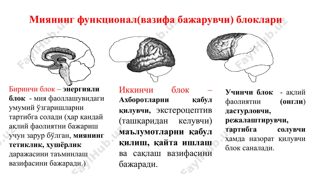тади. итнинг енг ақлли зоти - пудел. 3-ўрин. филлар. улар ўзларини кўзгу тасвирида танийдилар, бу ўз-ўзини англашнинг белгиси сифатида қаралади, узоқ вақт давомида яхши хотирага ва йўналишга эга, асбоблардан фойдаланишни билади (масалан шохлардан), кўплаб товушларни ажрата олади. жамоадошларининг ўлимига қаттиқ қайғурадилар. улар хулоса чиқаришни ва бир-бирига ҳамдард бўлишни билишади! 2 –ўрин. шимпанзе. шимпанзалар, айниқса боноболар, жуда ақлли мавжудотлар ва одамларнинг узоқ қариндошлари. улар қўллари билан имо -ишора тилида мулоқот қила оладилар, сўзларни мажозий маънода ишлатадилар ва маълум сўзларни бирлаштириб янги тушунчалар яратадилар. улар асбоб ясашга қодир (таёқчалардан баргларни тозалаш, таёқ ва тошларни ўткирлаш) ва ҳазил туйғусига эга. aгар сиз чақалоқ ва маймун боласини солиштирсангиз 2 ёшгача улар ўртасида ҳеч қандай интеллектуал фарқни топа олмайсиз (баъзида шимпанзе янада ақлли бўлиб чиқади). 1-ўрин. дельфинлар. делфиннинг мияси тахминан 1700 г, одамларда эса, 1400 г. улар нафақат "сўз бойлигига" эга (14000 та товуш сигналлари), улар бир-бири билан мулоқот қилиш имконини беради, балки ўз-ўзини англаш, …