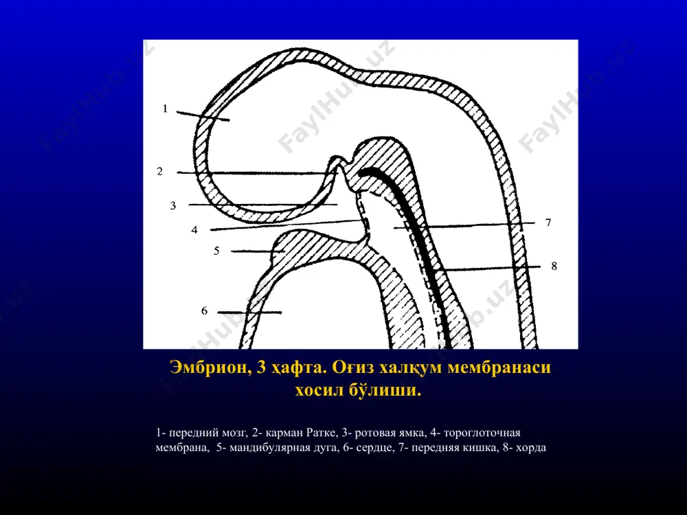 e m from a 3 months old fetus, showing ethmoid & maxillary sinuses development of palate (palatogenesis) танглай тараққиётида 2 та давр фарқланади: - бирламчи танглай - иккиламчи (оҳирги) танглай бошланиши 5 -6 ҳафта тўлиқ тараққий этади - 12 хафтасида критик даврлари - 6 -9 хафталари танглай тараққиёти бирламчи танглай начло 6 недели развивается из внутренней части межверхнечелюстного сегмента (медиальный небный отросток) сохраняется в виде передней (резцовой) части maxilla the primary palate represents only a small part lying anterior to the incisive fossa, of the adult hard palate hard palate primary palate soft palate secondary palate иккиламчи танглай это часть заднего отдела твердого неба развитие конец 6, начало 7 недели развивается из внутренней части верхнечелюстного отростка ( латеральный небный отросток) in the beginning, the lateral palatine processes project inferomedially on each side of the tongue with the development of the jaws, the tongue moves inferiorly. during 7th & 8th weeks, …