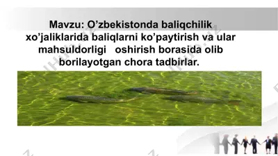 baliqchilikning rivojlantirilishi — PPTX