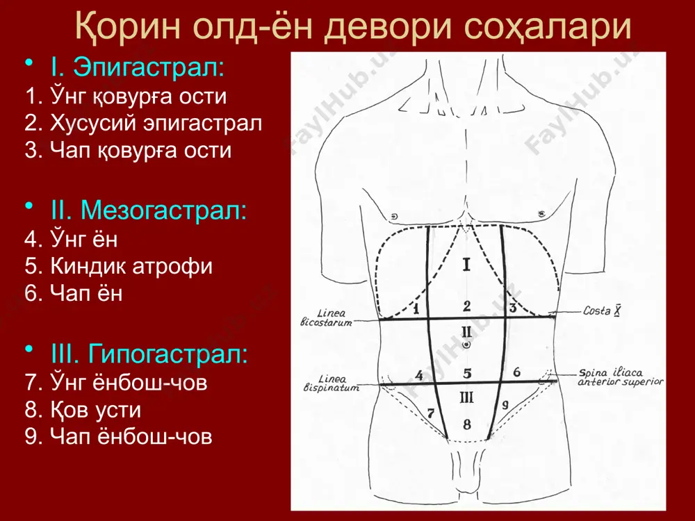 таги; постемский – соннинг кенг фасцияси лаҳтаги). чурра дарвозаларини ёпиш ва мустаҳкамлашнинг асосан учта гуруҳни ажратиш мумкин: 1) оддий; 2) реконструктив; 3) пластик. оддий усул: а) лексер – киндик чуррасида кисет чок; б) краснобаев, ру п–симон болаларда; ру-краснобаев усули: в) сон чурраси – чов бойламини қов суяги суяк усти пардаси (купер бойлами)га тикиш. 2. реконструктив усуллар: а) фасциал–апоневротик: а.в. мартынов бўйича (чов чурралари); мейо ва к.м.сапежко бўйича (киндик чурралари); мейо усули сапежко усули б) мушак-апоневротик усуллар: бассини, кукуджанов, мак–вей (тўғри чов чурраларида); а.а. бобров–жирар–спасокукоцкий (қийшик чов чурраси); шолдис усули →f.endoabdominalis; постемский (кўп қаватли). 3) пластик: катта чурраларда: апоневротик; мушак; синтетика (лавсан, фторлон). лаҳтаклар: m.rectus апоневрози; ташқи қорин қийшиқ мускули; соннинг сербар фасцияси (f. lata) ёки m. sartorius; аутодермал трансплантатлар ёки қаттиқ мия пардасидан консервацияланган аллотрансплантатлар. лапаротомия лапаротомия – қоринпарда бўшлиғига деворий қоринпардани кесиб очиб кириш. лапаротомияга талаблар аъзоларнинг яхши очилиши: 1. аъзо акс-тасвири бўйича кесиш энг қисқа йўл операция жароҳати …