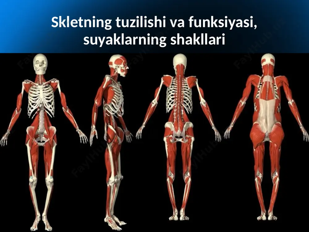 umurtqa pog‘onasi va ko‘krak qafasi. umurtqa pog‘onasi 33—34 umurtqaning birikishidan hosil bo‘lib, uzunligi odamning bo‘yiga qarab 70—90 sm gacha bo‘ladi. umurtqa pog‘onasi odam skeletining markaziy qismi bo‘lib, unga barcha suyaklar birikib turadi va u tananing asosiy tayanchi bo‘lib xizmat qiladi. umurtqa pog‘onasi 5 qismdan iborat: bo‘yin — 7, ko‘krak — 12, bel — 5, dumg‘aza — 5 va dum 4—5 ta umurtqadan tashkil topgan (10- rasm). ko‘krak qafasi suyaklariga 12 ta ko‘krak umurtqasi, 12 juft qovurg‘alar va to‘sh suyagi kiradi (11- rasm). bularning bir-biri bilan birikishi natijasida ko‘krak qafasi hosil bo‘lib, unda odam hayoti uchun muhim bo‘lgan ichki organlar joylashadi. qovurg‘alarning 12 jufti ham orqa tomondan ko‘krak umurtqalariga birikadi. ulardan 7 jufti haqiqiy — chin qovurg‘alar deyilib, old tomondan to‘sh suyagiga birikadi. 3 jufti soxta qovurg‘a deyilib, ular o‘zaro va yettinchi qovurg‘aning tog‘ayiga birikadi. pastki 2 juft qovurg‘a esa yetim qovurg‘alar deyilib, qorin muskullari orasida yotadi. to‘sh suyagi uch qismdan: …