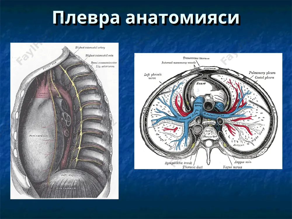 ини шиши пародоксал пульс гемоторакс зўриққан пневмоторакс тери ости эмфиземаси перкуссияда жароҳатланган томонда баланд тимпаник товуш трахеяни соғлом ўпка томонга қараб силжиши нафас олиш шовқинларини пасайиши гемодинамикани ностабиллиги зўриққан пневмоторакс очиқ пневмоторакс схематик кўриниши кўкрак қафаси жароҳатларида даволаш усуллари плевра бўшлиғини дренажлаш жарроҳлик амалиёти консерватив терапия плевра бўшлиғини дренажлашга кўрсатмалар пневмоторакс (хар хил даражали) кўкрак қафасини “сўрувчи” жароҳати ўткир гемоторакс (хар хил даражали) ўткир ости гемоторакс (ўрта ёки тотал) кўкрак қафаси жароҳатларида операцияга кўрсатма юрак тампонадаси кўкрак қафасини катта очиқ жароҳати олд ва орқа кўкс оралиғини тешиб кирувчи жароҳати плевра бўшлиғига давом этувчи ёки профуз қон кетиши дренаждан кўп миқдорда ҳаво ажралиши аниқланган трахея ёки бош бронхни ёришлиши диафрагма, аорта, қизилўнгач ёрилиши кўкрак қафаси ёд жисми ўпка буллез эмфиземаси