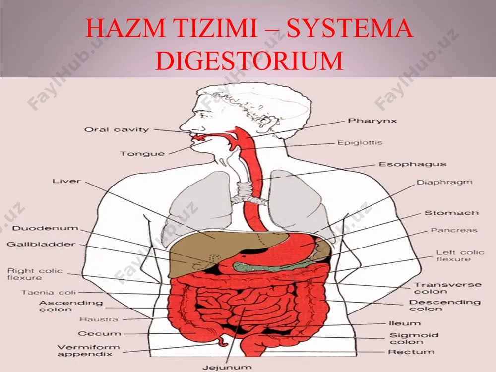 hazm tizimi – systema digestorium - Page 3