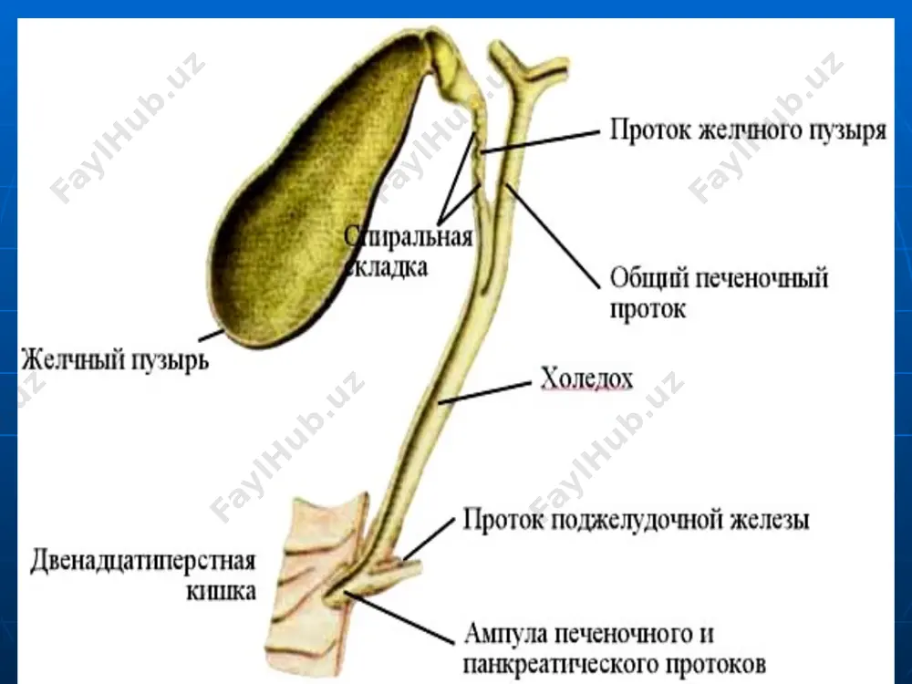 незияси). •функционал етишмовчилик хисобига (60%гача) постхолецистэктомик синдром сабаблари •органик етишмовчилик хисобига (40% атрофида) - ўт йўлларидаги ўзгаришлар ёки жароҳатлар - ошқозон-ичак трактидаги ўзгаришлар - ошқозон-ичак трактига боғлиқ бўлмаган ўзгаришлар резидуал тошлар ҳосил бўлиш сабаблари холедохолитиазни яширин кечиши натижасида интраоперацион жарроҳлик амалиётидаги қийинчиликлар ва асоратлар натижасида ўт йўллари ревизиясини тўлиқ бажармаслик натижасида холедохотомияни бажармаслик натижасида нотўғри ташҳис қўйиш беморнинг умумий аҳволи оғир бўлса рецидив тошлар ҳосил бўлиш сабаблари ўт пассажи етишмовчилигига олиб келувчи хар хил патологик ҳолатлар ўт қопи чўлтоғи узун бўлса ёки ўт қопи бир қисми қолдирилган бўлса ўт йўлларидаги ёт жисмлар (лигатуралар, дренажлар, аскаридалар ва б.) холецистэктомиядан олдинги эрхпг учун кўрсатмалар сариқлик ёки холангит белгиларини мавжудлиги жигар синамалари кўрсатгичаларини ошиши бемор анамнезида панкреатит мавжудлиги утда умумий ўт йўлини кенгайиши (8 мм дан кўп) ўт пуфаги йўлини 5 мм дан кенг бўлиши ўт қопида ва ўт қопи йўлида мавжуд бўлган майда конкрементлар интраоперацион ўт йўлини кенг бўлиши амалиётдан олдинги даврда …