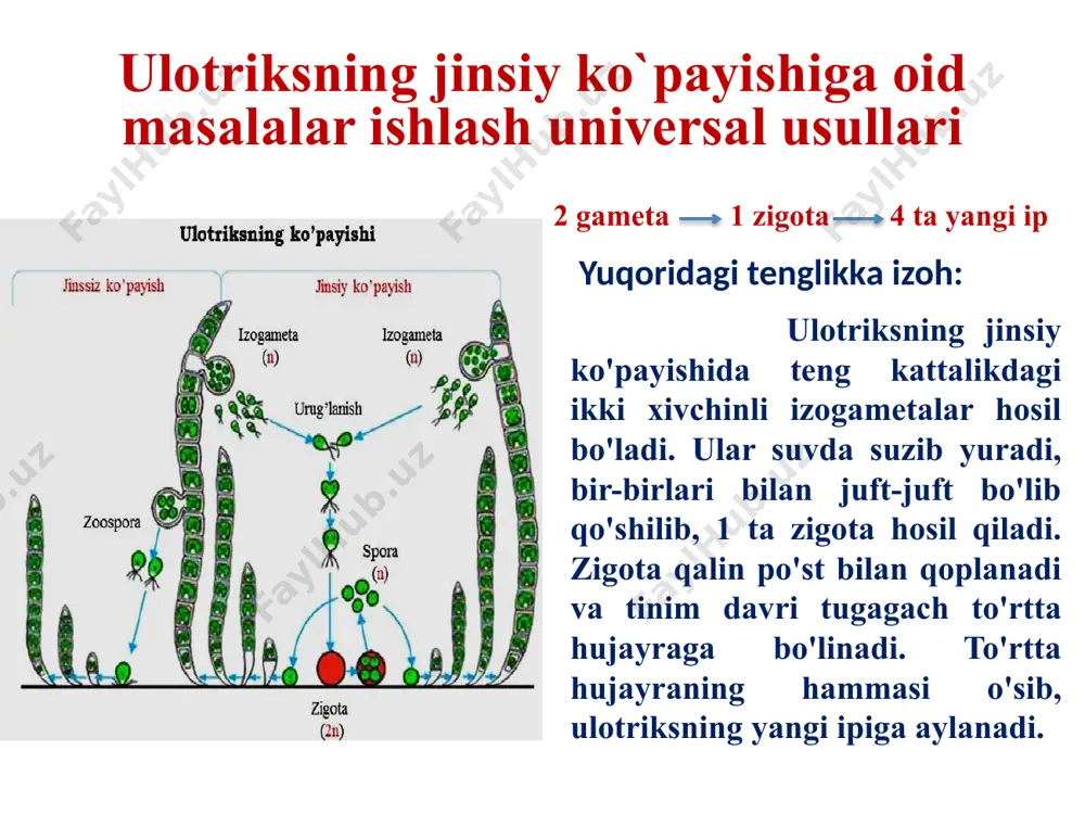 x y x = = 128 ta zigota y = = 512 ta yangi ulotriks ipi 512 ta ip _______ 100% bo`lsa, x___________ 25% x= = 124 ta ip. 124 ta ip _______100% bo`lsa, x _________ 50% x= = 64 ta yangi ip ulotriksning jinsiy ko`payishiga oid masalalar ishlash universal usullari 5–masala. agar ulotriksning jinsiy ko`payishi natijasida 64 ulotrikis ipi hosil bo`lgan bo`lsa ulotriks ipini hosil qilgan zigotalar soni umumiy zigotani 25% tashkil qilsa, shu zigotani hosil qilgan gameta umumiy gametalarni 50% tashkil qilsa, umumiy gametalar sonini aniqlang. a)128 b)256 c)512 d)64 2 gameta 1 zigota 4 ta yangi ip y gameta x zigota 64 ta ip x umumiy zigota sonini topamiz: x = = 24 ta zigota y umumiy gameta sonini topamiz: y = = 32 ta gameta 32 _______25% 128 = x_______ 100% 128__________50% 256 = x___________100% javob: 256 ta gameta soni foydalanilgan adabiyotlar o`. pratov va boshqalar …