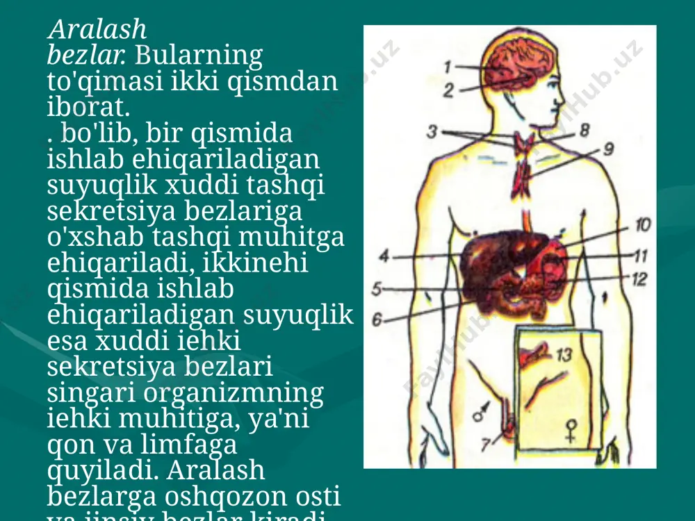 osteroid gormon ishlab chiqarilishini tartibga soladi. qalqonsimon, qalqonsimon bez oldi va ayrisimon bezlarqalqonsimon bez. bu bez bo'yinning oldingi qismida joylash¬gan bo'lib, hiqildoqni oldingi va yon tomonlaridan yopib turadi. uning massasi chaqaloqda 1 g, 5-10 yoshli bolalarda 10 g, kat¬talarda 25-30 g gacha bo'ladi (4- rasm). qalqonsimon bez tiroksin gormonini ishlab chiqaradi. tiroksinning 65% dan ko'prog'i yod moddasidan iborat. bu gormon organizmda moddalar almashinuvi jarayoni normal o'tishida muhim rol o'ynaydi. u yurak ishining gumoral yo'l bilan boshqari¬lishida ishtirok etadi. tiroksin bolalarning o'sishi va rivojlanishida, nerv sistemasi funksiyasining normal takomillashuvida katta ahamiyatga ega. qalqonsimon bez funksiyasining susayishi gipotireoz deb ata¬ladi. u yosh bolalarda ham, kattalarda ham og'ir kasallikka sabab bo'ladi. gipotireoz, ya'ni qalqonsimon bez funksiyasining pasayishi bola tug'ilgandan keyin turli yoswarda va, hatto, katta odamda ham ayrim sabablarga ko'ra yuzaga kelishi mumkin. bunday odamda terining quruqlashganligi, ich qotishi, hatto issiq vaqtda ham sovqotish, doimo bo'shashganlik, kunduzlari ham uyqusirash kabi belgilarni aniqlash mumkin. …
