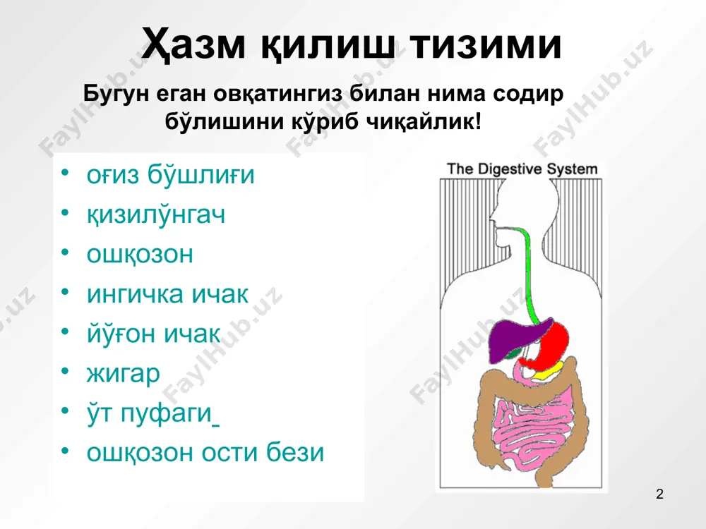 ge intestine, ascending, transverse, descending, sigmoid, and rectum (last one if the audience is mature enough) * жигар сафро ҳосил қилиб, ҳазм қилишга тўғридан-тўғри таъсир кўрсатади сафро ёғларни ўзлаштиришга ёрдам беради қонни жахарли ва кераксиз моддалардан тозалайди одатда уни энергия ишлаб чиқарувчи (заводи) деб атайдилар * livers can regenerate missing pieces if necessary. is one of the largest organs in the body. * ўт (сафро) пуфаги жигардан сафрони тўплайди овқатни ҳазм қилгандан кейин сафрони тақсимлайди нотўгри овқатланиш сабабли сафро тошлари пайдо бўлиши мумкин * explain to students that removing the stones typically means removing the gallbladder, but that the body eventually adjusts to not having the bile stored. * ошқозон ости бези ёғ, оқсил ва углеводлар ҳазм қилиш учун ферментлар ишлаб чиқаради ингичка ичакка кирувчи кислоталарни зарарсизлантиради инсулин гормонини ишлаб чикаради ва унинг ёрдамида қонда қанд микдорини мувозанатда саклайди * explain the difference between the two types of diabetes. in …