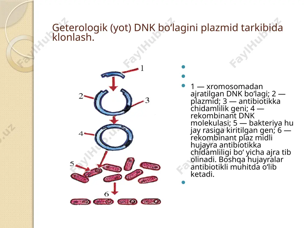 rekombinant dnk olish taqdimoti - Page 5