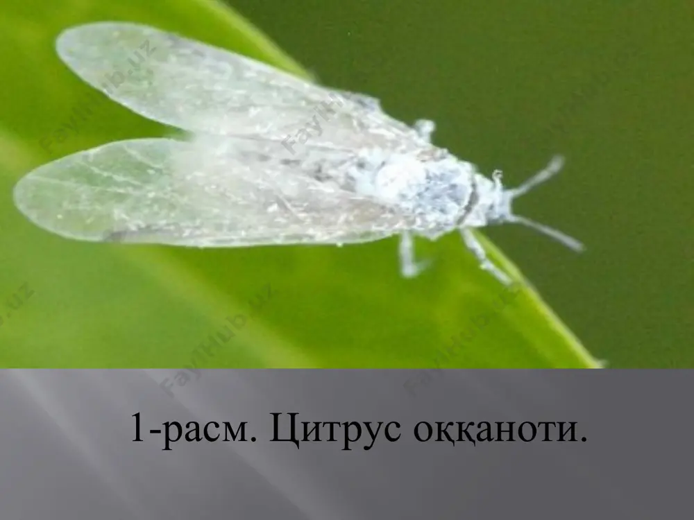 ар кучсизланади ва ўсимликнинг ҳосилдорлиги пасаяди. оққанотнинг ширин ажратмаларида замбуруғлар жадал ривожланади, бу эса фотосинтезнинг сусайишига олиб келади, маҳсулотнинг товар кўриниши йўқолади, хосилдорлик 50% гача пасаяди. 5-расм. цитрус оққанотининг зарари. кураш чоралари. кимёвий чоралар. зарарланиш марказига биринчи ишлов бериш баҳорда, ёзнинг бошида имагонинг биринчи авлодида ўтказилади. бунда махсус тавсияномаларда келтирилган кимёвий воситалардан фойдаланилади. иккинчи ишлов личинкаларни биринчи авлоди кўплаб чиқадиган вақтда ўтказилади. учинчи ишлов биринчи ва иккинчи авлод личинкаларига қарши ўтказилади. оққанот билан кучли зарарланган кўчатларда тўртинчи ишлов сентябрнинг биринчи ярмидан меваларга ранг киргунча амалга оширилади. меваларни териб олишдан 20-25 кун олдин ишлов бериш тўхтатилади. пуркаш ишлари личинкаларнинг иккинчи авлодига ва дарахтлардаги қора доғлардан тозалаш учун амалга оширилади. куз-қиш ойларида цитрус ўсимликлари илдизлари ёпиқ ҳолатда фумигация қилинади. зараланиш маркази тугатилгандан сўнг дарахтлардан лигуструм, трифолиат ёпишган шохлар кесиб ташланади ва зарарланган жойларнинг ўзида ёқиб юборилади. биологик чоралар. биологик ҳимоя воситалари сифатида encarsia, eretmocerus авлодига мансуб паразитлардан, шунингдек aschersonia, verticillium, cephalosporium турига …