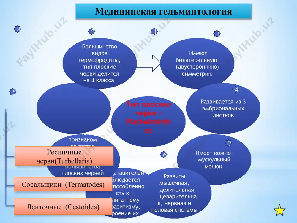 я яичник, желточник, влагалище, ооцит, матка, семенник, сливающиеся в семяизвергательный канал, и циррус. в зрелых членниках из-за отсутствияя наружного отверстия матка сильно разветвляется (она служит диагностическим признаком), другие половые органы дегенирируются. все цестоды являются биогельминтами. в промежуточных хозяевах обитают онкосферы и финны (имеющие разное строение и название), при попадании финны ы кишечник окончательного хозяина, достигет половой зрелости. 1 2 3 4 5 6 7 бычий цепень– taeniarhynchus saginatus возбудитель тениаринхоза локализация: тонкий кишечник распространение: повсеместно, чаще в регионах, где употребляется пища недостаточно термически обработанное мясо морфология: длина 4-10 м, сколекс снабжен 4 присосками, крючьев нет. гермофродитные членикиквадратной формы, яичник имеет 2 дольки, матка постепенно наполняется оплодотворенными яйцами и образует боковые ветви. зрелые членики вытянутой формы. число боковых ветвей матки варьируют -от 17 до 36 жизненный цикл: окончательный хозяин – человек, промежуточный – крупнорогатый скот. из организма человека с фекалиями на траву могут попасть зрелые проглатиды, наполненные яйцами, которые с травами …