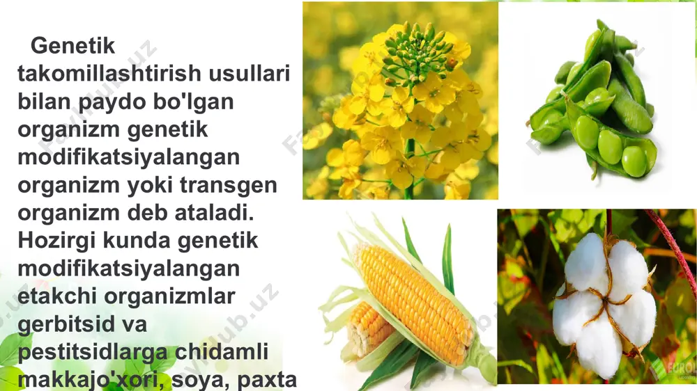 biotexnologik usulda olingan oziq-ovqat mahsulotlarini genetik xavfsizligi - Page 5