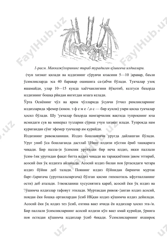 сосий илдиз муртак (эмбрион) ўсиб чиқ-қандан сўнг, ундан ён илдизлар юзага келади. улар акро-петал йўл билан, илдизнинг ўсиш нуқтасидан юқорироқ-да, яъни сўрувчи зонадан ўсиб чиқади. ўқиддиз асосан икки паллали ўсимликларга хос бўлади, шу билан бирга бу хил ўсимликларнинг баъзисида (масалан, зубтурумда) ўқилдиз яхши ривожланмайди. ўқилдиз чўл шароитида ўсувчи ўсимликларда (янтоқ, шувоқ, кўкпаранг лагохи-лус, саксовул ва бошқаларда) айниқса узун — 5—15 м ва кўпроққа етади. ен иддизлар эндоген (эвдо — ички) йўл билан, яъни ички перицикл ҳужайраларининг бўлинивди натижасида бир-ламчи ёғочлик боғламлари қаршисида дўмбоқчалар (бўртмалар) кўринишида ҳосил бўлади (2-расм, iv, i) ва тўғри қатор ҳолида жойлашиб, акропетал тартибда шох-ланади. ҳосил бўлган бўртма ўсиб ўқилдизнинг бирламчи пўстлоғидан ўзига йўл очиб ташқарига томон ўсади. ён илдизлар ўз навбатида тармоқланиб, ҳар бир тармоқцан иккиламчи, учламчи ён илдизлар ривожланади. ўсимликларда ўқилдиз, ён илдизлардан ташқари қўшимча илдизлар ҳам ҳосил бўлади. улар эндоген йўл билан меристема хусусиятини саклаб қолган тўқималар: перицикл, камбий феллогендан юзага келади. бу илдиз-лар …