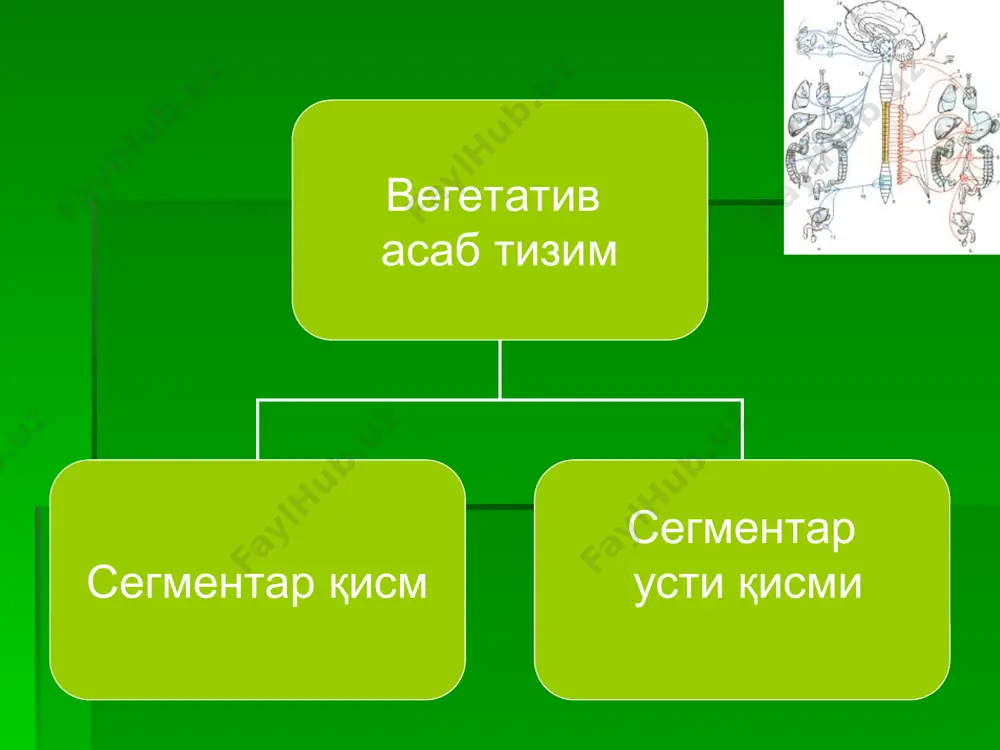 гариш бўлмаса – парасимпатик таъминот кучли.
