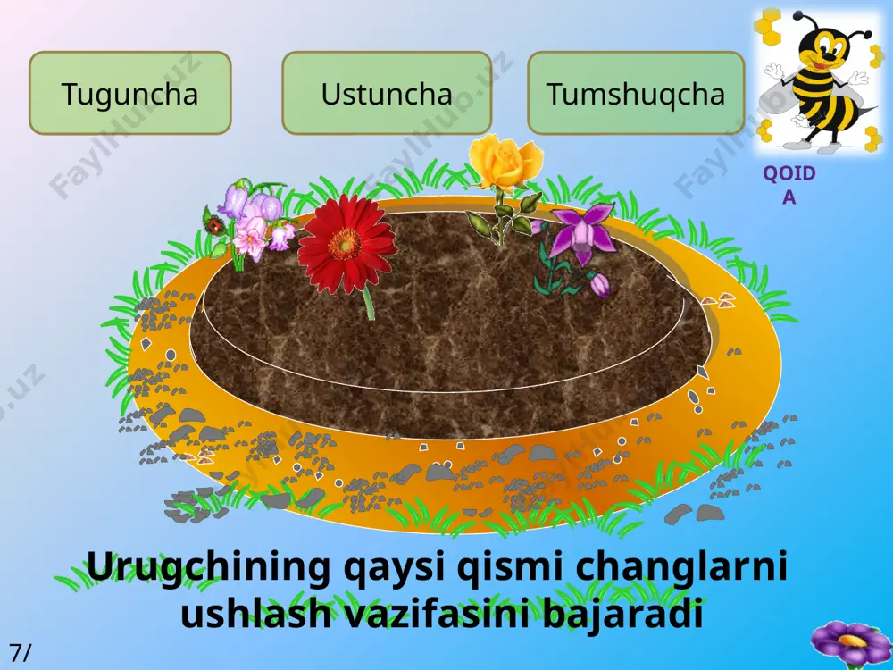 hlang’ich harfi bilan ,soni esa raqamlar bilan ifodalanadi. masalan ,gulkosachabarglar –gk, gultojbarglar –gt, changchilar- ch, urug’chilar –u, oddiy gulqo’rg’on esa –og harfi bilan belgilanadi. halqadagi qismlar qo’shilgan bo’lsa ,ularning sonini ko’rsatuvchi raqam qavs ichida beriladi, aksincha ,ular qo’shilmagan bo’lsa ,qavssiz yoziladi. halqadagi qismlarning soni ko’p bo’lsa ,cheksizlik belgisi qo’yiladi.halqada uchrashi kerak bo’lgan qism rivojlanmagan bo’lsa -0 (nol) belgisi bilan ifodalanadi.agar gul qismlarining har biri bir emas , balki ikki halqada joylashgan bo’lsa, har qaysi halqadagi qism sonini ko’rsatuvchi raqam yozilgandan keyin +(plus) ishorasi qo’yiladi. misol uchun bir nechta o’simlik gulining formulasi : 1. jag’ – jag’ ( achambiti )gulining formulasi:gk4 gt4 ch 4+2 u (2) 2. olxo’ri gulining formulasi: gk 5 gt 5 ch u1 3. lola gulining formulasi : og 3+3ch 3+3 u(3) 4. sachratqi gulining formulasi: gk 0 gt(5) ch (5) u (2) v. yangi mavzuni mustahkamlash :o’quvchilar gulzorni gullar bilan to’ldirish kerak . buning uchun asalarini savollariga …