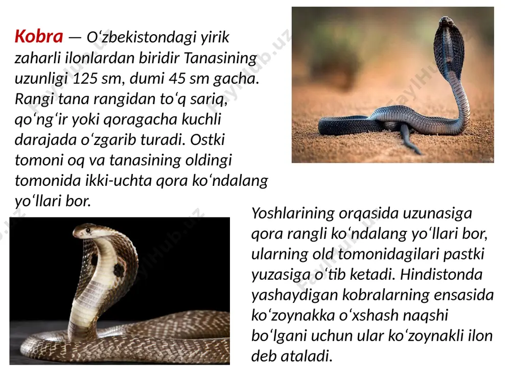 agar ilon chaqqan odamga o‘z vaqtida meditsina yordami ko‘rsatilmasa, u halok bo‘lishi mumkin. zahari qonga, jigarga ta’sir qiladi, shishirib yuboradi, terida binafsha rang qizil dog‘lar ko‘rinishida nuqtali qon quyilishi kuzatiladi. ko‘lvor ilonning zaharidan olinadigan zaharga qarshi zardob shu turkumga mansub boshqa ilonlar chaqqanda ishlatiladi. qalqontumshuq ilon (sitomordnik) toshkent va samarqand viloyatlaridagi tog‘larda va qoraqalpog‘istondagi tekisliklarda qalqontumshuq ilon yashaydi. bu respublikamizda tarqalgan birdan-bir chinqiriq yoki shaqildoq ilondir. bu oilaning ko‘p vakillari shimoliy va markaziy amerikada hamda janubiy amerikaning shimoliy rayonlarida yashaydi. tanasining uzunligi 68 sm gacha, dumi qisqa 4—8 sm bo‘ladi. ustida to‘q rangli ko‘ndalang dog‘lari bor. bu yo‘llarning cheti o‘rtasiga qaraganda ancha to‘q rangli bo‘ladi. tanasining yonida ancha mayda va to‘q rangli dog‘lardan iborat uzunasiga ketgan yo‘llari bor. qorni och yoki to‘q rangli mayda dog‘li, ba’zan esa dog‘siz bo‘ladi. qalqontumshuqning tipik yashash joylari shimolda -gil tuproqli va qumli cho‘llardir. janubda u baland tog‘lardagi archazor o‘rmonlarda va tosh uyumlari bo‘ylab alp …