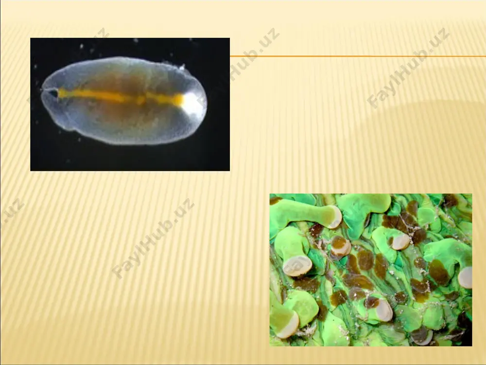 bo’lgan bo’ylamanerv stvollarining soni 5-6 juftdan 1-3 juftgacha qisqaradi, ya'ni gomologik organlarning oligomerizatsiyasi sodir bo’ladi. bo’ylama nerv stvollari ko’ndalang komissuralar bilan qo’shilib, panjara yoki nar-vonga o’xshash shaklga ega bo’ladi. nerv sistemasining barcha yassi chuvalchanglarga xos bo’lgan bu tipi ortogon deyiladi. ko’p shoxli kiprikli chuvalchanglarda miya gangliysi tanasining o’rta qismiga yaqin joylashgan. gangliydan har tomonga 11 juft nerv stvollari tarqalgan. stvollar ko’ndalang komissuralar bilan qo’shilishi tufayli nerv sistemasi murakkab to’rni hosil qiladi. nerv stvollaridan bir jufti odatda boshqalariga nisbatan yo’g’onroq va uzunroq bo’ladi. uch shoxli kiprikli chuvalchanglarda ham miya gangliysidan bir necha juft nerv stvollari chiqadi, ulardan bir jufti yo’g’onligi bilan boshqalaridan ajrahb turadi sezgi organlari. kiprikli chuvalchanglarning sezgi organlari kuchsiz rivojlangan. tuyg 'u vazifasini teri, ayiim vakillarida esa tana oldingi qismida joylashgan bir juft o’simtalar bajaradi. mexanik va kimyoviy ta'sirni tana bo’ylab tarqalgan harakatsiz kiprikchalar sezadi. bu kiprikchalr xuddi bo’shliqichlilar knidotseliga o’xshash tuzilgan, lekin nerv hujayralari bilan bogianganligi bilan ulardan …