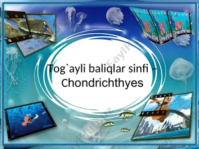 tog`ayli baliqlar sinfi –chondrichthyes — PPT