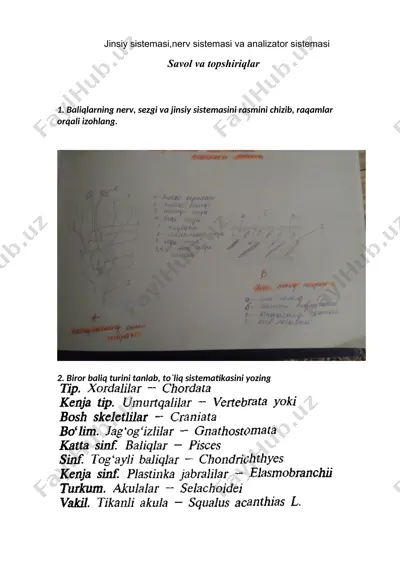 baliqlarning nerv, sezgi va jinsiy sistemasi — DOCX