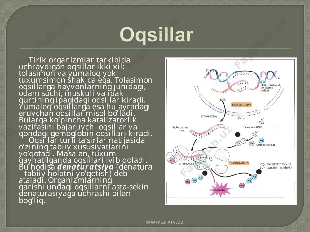 ralarida yana spirtlarda, kuchsiz ishqoriy eritmalarda eriydigan oddiy oqsillar ham mavjud. www.arxiv.uz www.arxiv.uz murakkab oqsillar tarkibidagi boshqa oqsil bo’lmagan birikmalarning xarakteriga qarab, nukleoprotein, xromoprotein, lipoprotein va boshqalarga bo’linadi. xromoproteinlar rangli oqsillar bo’lib, tirik organizmlarda ko’p tarqalgan. qondagi gemoglobin oqsili xromoproteinlarga kiradi, uning tarkibida temir atomi mavjud. nukleoproteinlar oqsil va nuklein kislotalarning birikishidan hosil bo’lgan murakkab birikmatardir. ular barcha tirik organizmlarning tarkibida uchraydi va yadro hamda sitoplazmaning ajralmas qismi hisoblanadi. www.arxiv.uz www.arxiv.uz