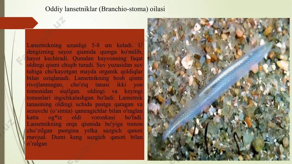 - jabra xaltachalarining ichki teshigi; 20 - yurak bo'lmasi; 21 – yurak qorinchasi; 22 - venoz qo'ltig'i; 23 - qorin aonasi; 24 - buyrak; 25 – siydik yo'li; 26 - siydik-tanosil bo'shlig'i (sinusi); 27 - jinsiy bez; 28 - siydik-tanosil teshigi; 29 - jinsiy teshik. minoganing qon aylanish sistemasi sxemasi: 1-orqa aorta ildizi; 2-qon olib ketuvchi jabra arteriyalari; 3-oldingi kardinal vena; 4-orqa aorta; 5-keyingi kardinal vena; 6-ichak arteriyasi; 7-olib keluvchi jabra arteriyalari; 8 - qorin aortasi; 9-jabra yoriqlari; 10 - vurak qorinchasi; 11-yurak oldi bo'lmasi;12-venoz sinusi; 13-jigar venasi; 14-ichak osti venasi;15-dum venasi va arteriyasi; 16-uyqu arteriyasi. minoganing bosh miyasi: a - yuqoridan va b - pastdan ko'rinishi: 1-oldingi miya katta yarimsharlari; 2-hidlov bo'lagi; 3-hidlov nervi; 4-oraliq miya; 5-6-o'ng va chap gabenulyar gangliyalar; 7-parietal (tepan organni berkitib turuvchi pineal (epifiz) organ; 8 - ko'rish nervi; 9- miyа voronkasi 10-ko'rish bo'lagi: 11-o'rta miya qopg'og'i teshigi; 12-ortil miya tubi; 13-ko'zni harakatlantiruvchi nerv; 14-uchlamchi …