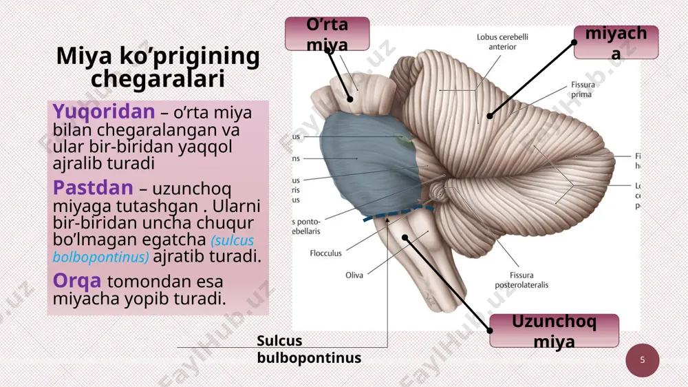 ro bog’langan. bundan tashqari ular qo’l va oyoqlarning proprioretseptorlaridan impuls olib keluvchi tractus spinocerebellarislardan ham tolalar qabul qiladi. ‹#› nucleus globosus nucleus globosus ( rasmda mayda doirachalar shaklida) va emboliformis (rasmda kok rangda) paleocerebellum tarkibiga kiradi. tana harakatlanishining murakkablashishi natijasida kelib chiqqan. (spinocerebellum) bu yadrolarning zararlanishi bo’yin va tana muskullari ishi buzilishiga sabab bo’ladi. ‹#› nucleus globosus va emboliformis nucleus globosus va emboliformis hayvonlarda harakat aktlarining murakkablashishsi natijasida yuzaga kelgan. shu sababdan ham bu yadrolar tractus spinocerebellaris anterior va posteriorlardan bo’yin, tana ,qo’l va oyoq proprioretseptorlaaridan kelayotgan impulslarni qabul qiladi. va mana shu soha muskullarining harakatini koordinatsiyasida qatnashadi. ‹#› nucleus dentatus nucleus dentatus neocerebellum tarkibiga kiradi. oyoq va qo’llarning murakkab harakatlarini boshqaradi. nucleus dentatusning tuzilishi nucleus oliva strukturasi bilan deyarli o’xshash. va bu yadrolar bir-biri bilan fibrae olivocerebellaris orqali bog’langan. uning zararlanishi qo’l va oyoq muskullari ishi buzilihsiga sabab bo’ladi. ‹#› 34 miyachaning 3 juft oyoqchalari mavjud bo’lib, ular yordamida …