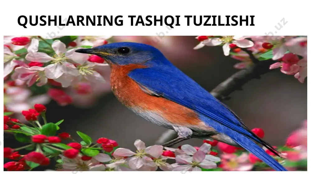 nlariga o'xshash. qushlaming cmbrionlarida bir juft tana buyrak bo'lib, voyaga yetgan qushlarda bir juft chanoq buyragi, ya'ni metanefros buyrak bo'ladi qushlaming buyraklari uchta pallaga bolingan uzunchoq yassi tanachadan iborat bo'lib, chahoqning ustki devon ostida joylashgan. harqaysi buyrakdan kloakaning o'rta bo'limigaochiladigan siydik yo'ji boshlanadi. sarg'imtir mayda juft tanachalar shaklidagi buyrak usti bezlari buyrak oldingi uchining yaqiniga joylashgan bo'ladi. qushlar buyragining hajmi sudralib yuruvchilaming ba'zan esa sutemizuvchilaming buyragidan ham katta bo'ladi. masalan: chug’urchuqlar (mayna) buyragining og'irligi tana og'irligining 1,2% ni tashkil qiladi. keraksiz mahsulotlaming parchalanishi buyraklarda sodir bo'ladi. ularda hpsil bo'lgan siydik ikkita siydik yo'li orqali kloakaga o'tib undagi chiqindilar bilan birga tashqariga chiqib ketadi. qushlarda siydik pufagi yo'q. jinsiy organlari. qushlar ayrim jinsli. erkaklarida loviyasimon bir juft urug'don va urg'ochilarining ko'pgina turlarida faqat bitta chap tuxumdon bo'ladi (160-rasm, a, b). ikkinchi-o'ng tuxumdoni ayrim paytlarda faqat kunduzgi yirtqich qushlarda, yapaloqqushlarda, gagalarda, to'tiqushkrda va tovuqsimonlarda bo'ladi. urug’donlardan urug’ yo'li ketib kloakaga ochiladi. ayrim …