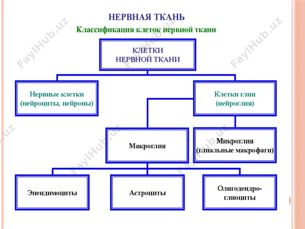 вегетативной нервной системы миелиновые безмиелиновые нервные волокна (продолжение) мезаксон многократно закручен вокруг осевого цилиндра na+-каналы - только в области перехвата ранвье скорость проведения импульса 1-2 м/сек. мезаксоны короткие na+-каналы располагаются по всей длине осевого цилиндра. скорость проведения импульса 5-120 м/сек. миелиновые безмиелиновые в отличие от пнс, аксоны в цнс не восстанавливаются после травмы. отчасти это связано с тем, что миелин цнс содержит несколько белков, которые ингибируют регенерацию аксонов. межнейронные синапсы синапсы пресинаптическая часть содержит пресинаптические пузырьки; в плазмолемме находятся са +-каналы, закрытые в состоянии покоя. во время воэбуждения они открываются медиаторы поступают в синаптическую щель путем экзоцитоза. синаптическая щель содержит филаменты, скрепляющие пре- и постсинаптические клетки. постсинаптическая мембрана содержит: а) рецептор к медиатору; б) белки при помощи которых реализуется действие медиатора в) фермент разрушающий медиатор синапс инкапсулированные нервные окончания, тельце фаттера-паччини нервно-мышечные вретена каждое веретено содержит 4 компонента веретена: 1. 1-12 интрафузальных мышечных волокна 2. соединительно-тканную капсулу; 3. афферентное нервное …