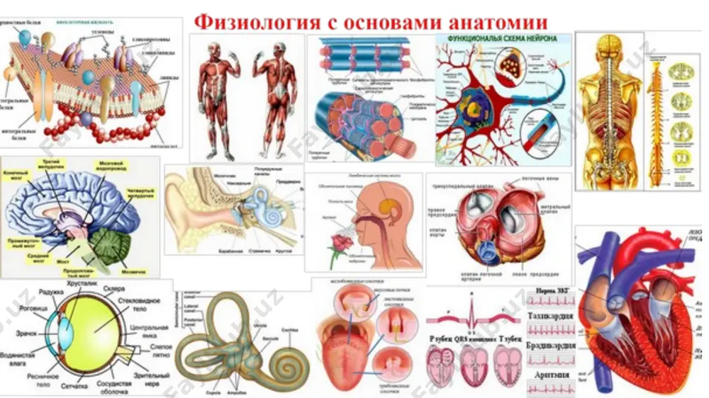 i qo'zg'atadi. somatosensor ma'lumotlarni uzatish va qayta ishlash . sezgirligi va harakat hissi ikkita asosiy yo'l (traktlar) bo'ylab retseptorlardan miyaga signallarning uzatilishidan kelib chiqadi: lemniskus va spinotalamik , ularning morfologik va funktsional xususiyatlarida sezilarli darajada farqlanadi. uchinchi yo'l ham bor - lateral morin trakti , u bir qator xususiyatlarda lemniskal tizimga yaqin. lemniskus yo'li . u miyaga teriga teginish, unga bosim va bo'g'inlardagi harakatlar haqida signallarni uzatadi. o'ziga xos xususiyati - ta'sir kuchi va joylashuvi bilan ajralib turadigan eng aniq ma'lumotni miyaga tezkor etkazishdir. birinchi neyronlari orqa miya ganglionida joylashgan bo'lib, ularning orqa ustunlardagi aksonlari medulla oblongatasining ingichka (gaull yadrosi) va tirnoqli ( burdax yadrosi ) yadrolariga ko'tariladi , bu erda signallar lemniskalning ikkinchi neyronlariga uzatiladi. yo'l. ba'zi tolalar, asosan, artikulyar retseptorlardan signallarni olib yuradi, segmental orqa miya darajasining proprioseptiv sezuvchanlik orqa miyada dorsal spinoserebellar, spinoservikal va boshqa ba'zi yo'llar medulla oblongatasida gracilis yadrosi asosan taktil sezuvchanlikning ikkinchi neyronlarini, sfenoid …